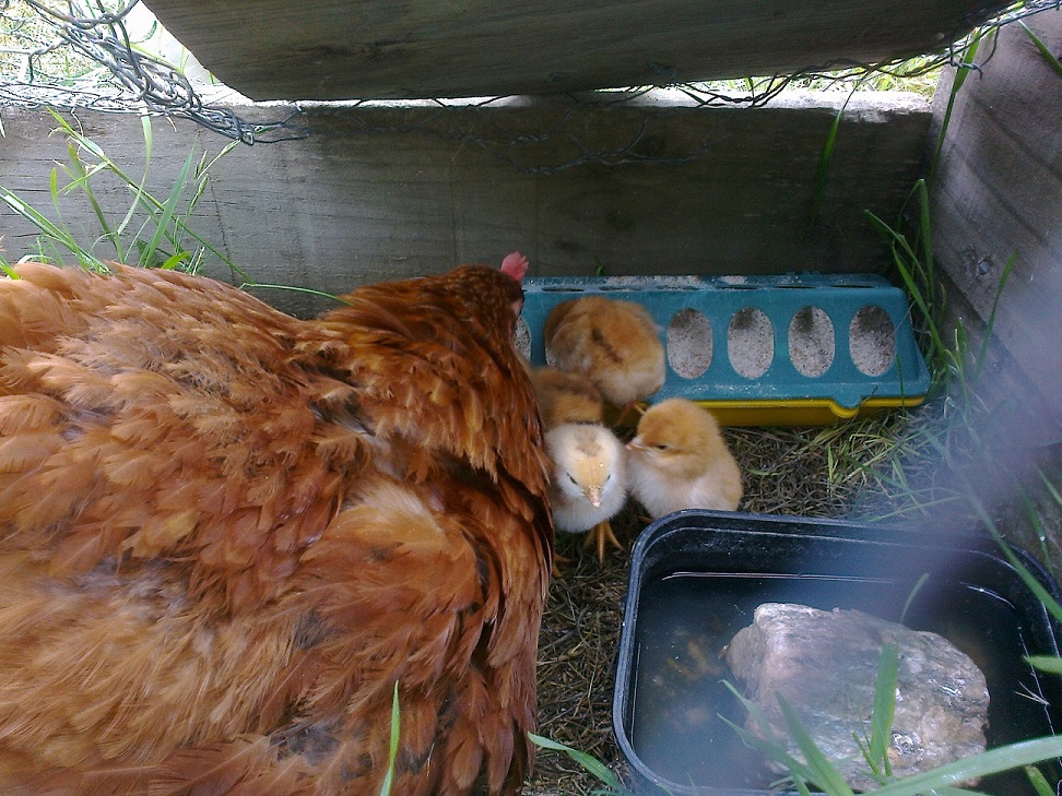 4 Chicks